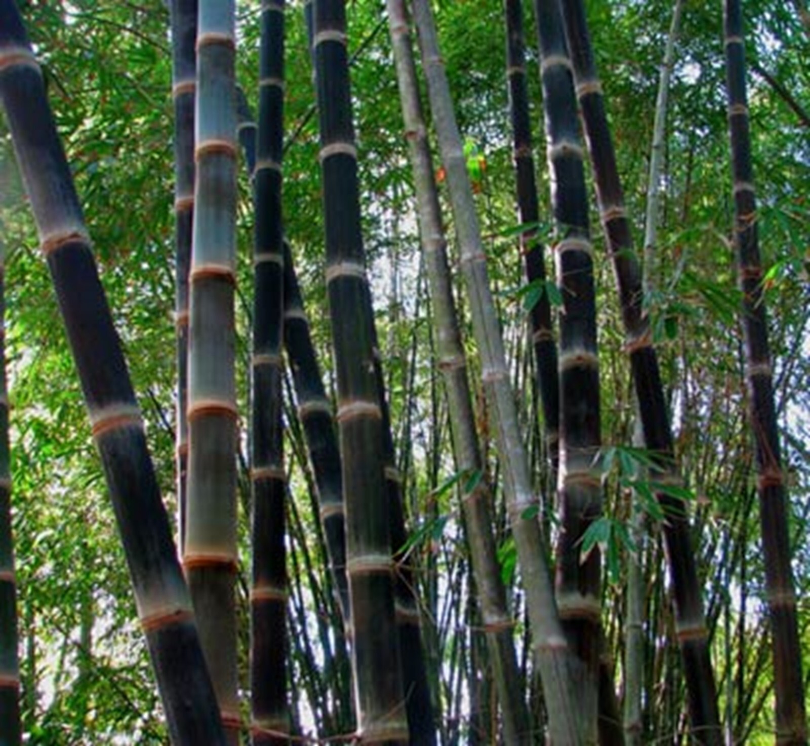 100 Black Asper Bamboo Seeds Perennial Ornamental Seed Privacy US SELLER