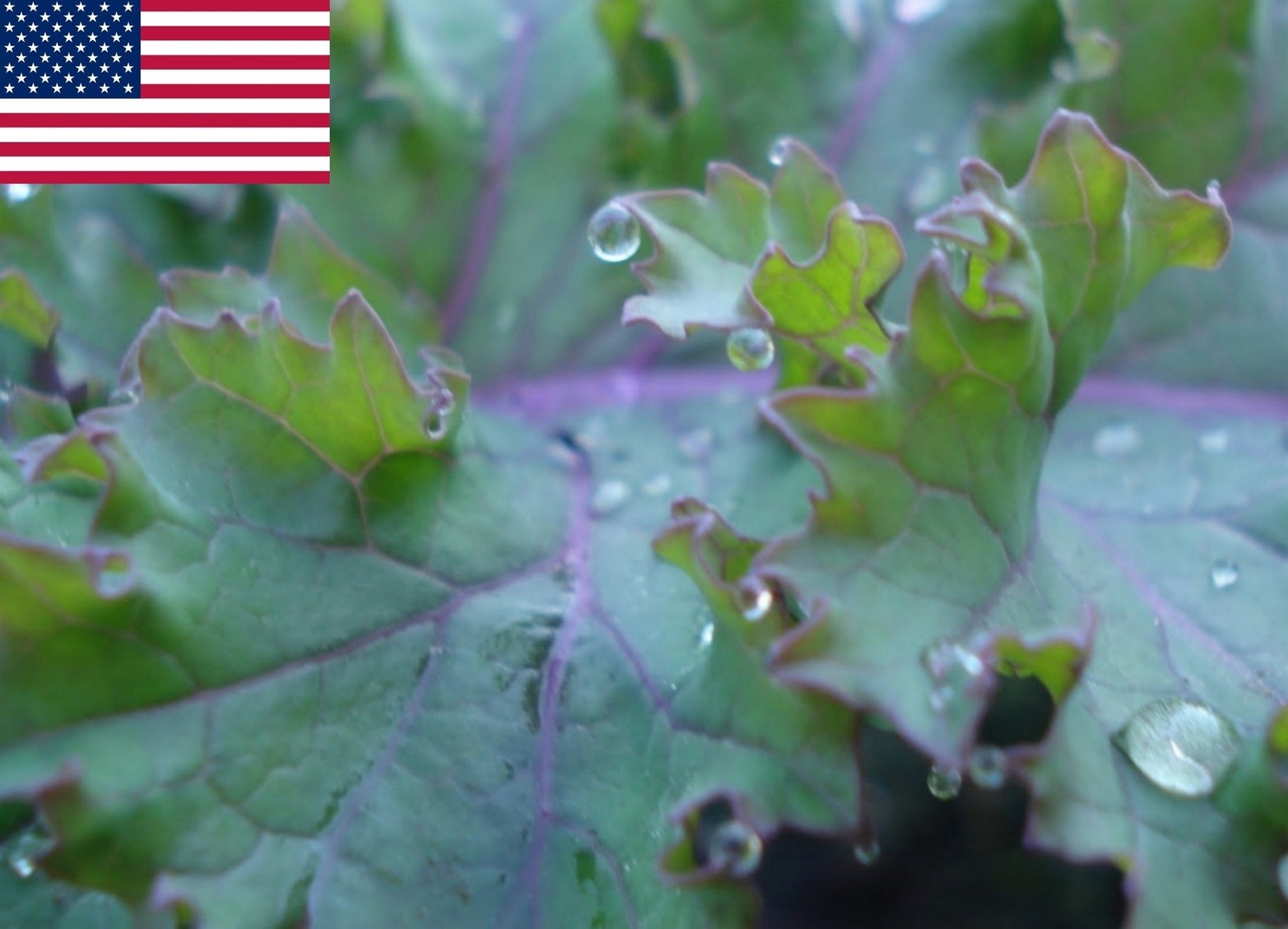 Red Russian Kale Seeds- Heirloom- 300+ 2018 Seeds $1.69 Max. Shipping/order