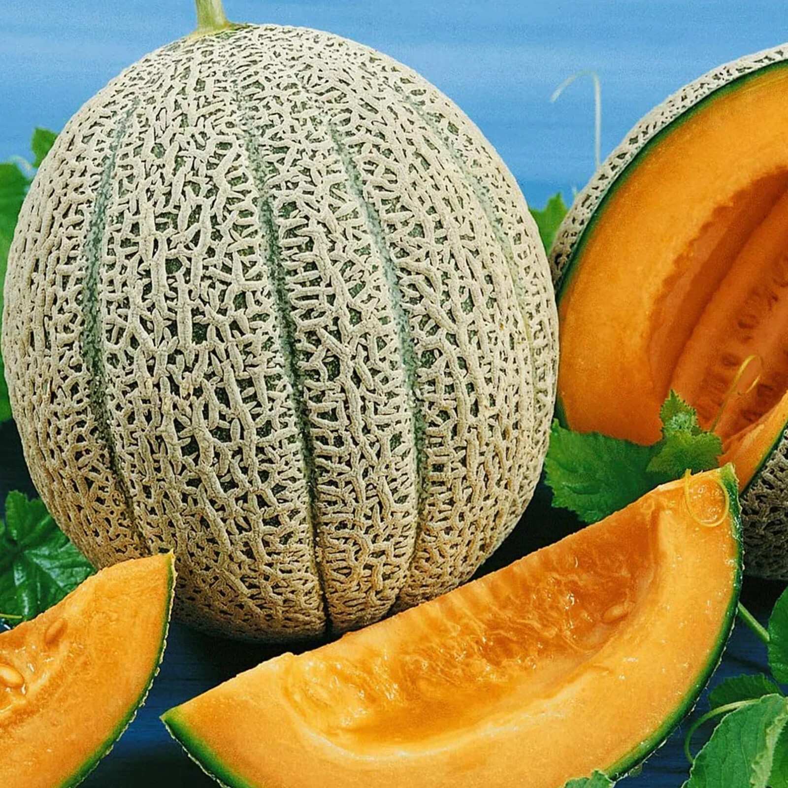Hales Cantaloupe Seeds