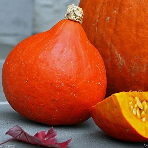 Japanese Red Kuri Squash Seeds | Uchiki Kuri | Heirloom | Free Shipping | 1122