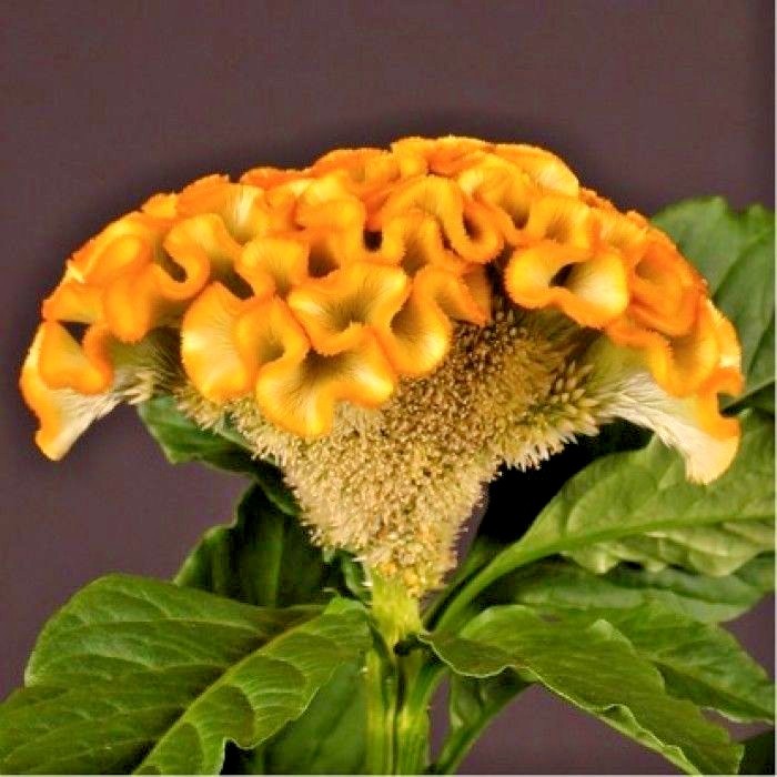 GIANT COCKSCOMB MIX / RED PURPLE GREEN GOLD YELLOW / 3-4 FT STALKS / SPECTACULAR