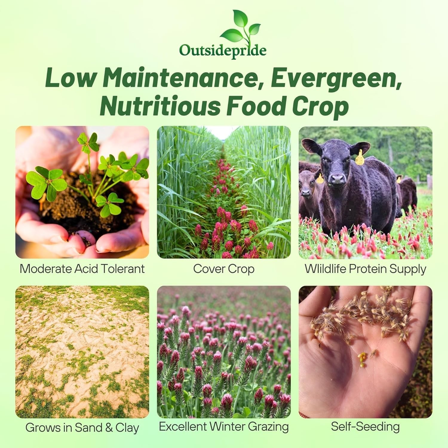 High-Protein Wildlife Forage – Clover Seed