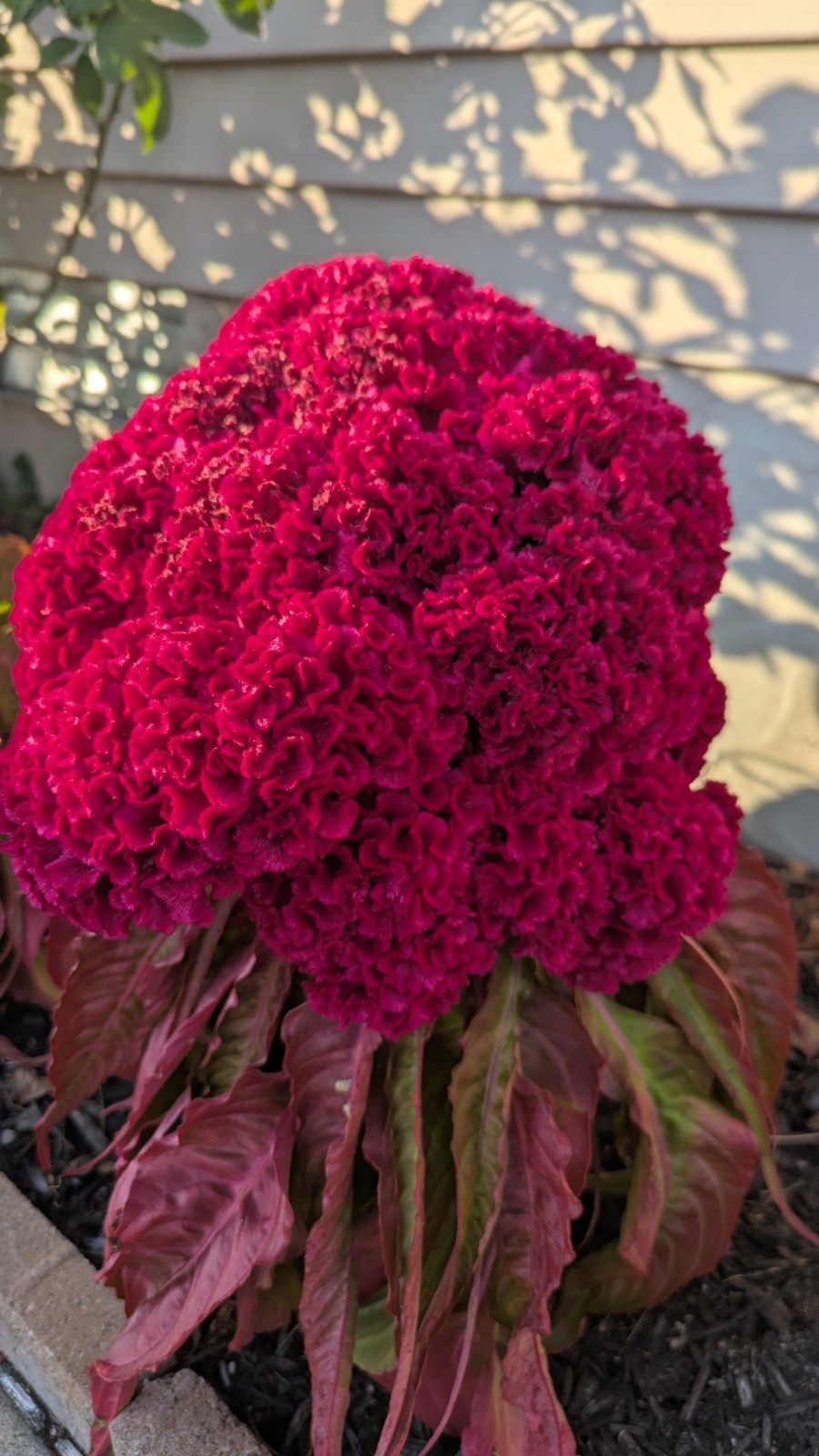 200+ Heirloom Giant Cockscomb seeds Magenta Celosia seeds Flower Seeds