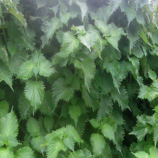 1 oz GREEN SHISO Seeds AUTHENTIC OHBA AO Perilla frutescens var Crispa Apx 16800