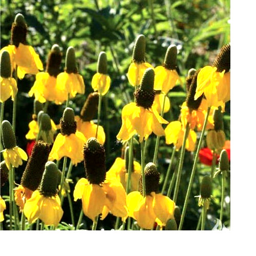 Prairie Coneflower Ratibida Seeds 200+ Seeds NON-GMO BUY 4 GET FREE SHIPPING
