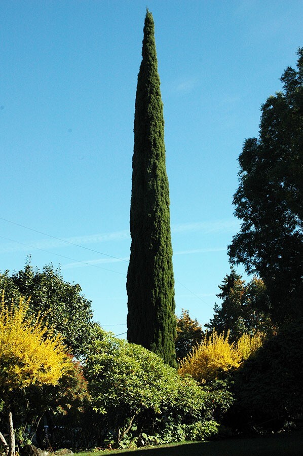 Upright Italian Cypress | Premium Seeds | Cupressus sempervirens Stricta Plants’