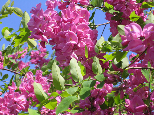Arnot Bristly Locust, Robinia fertilis, Shrub Seeds (Fast, Hardy, Fragrant)