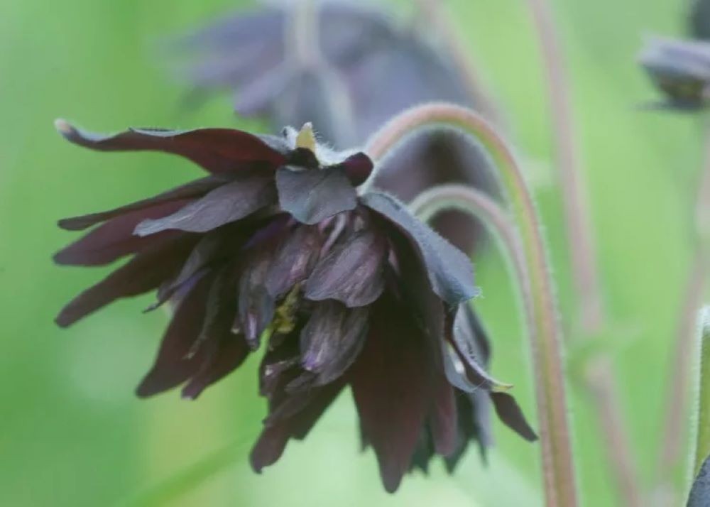 Columbine Black Barlow – 8 Seeds – Gothic – Attracts hummingbirds -.Aquilegia vu