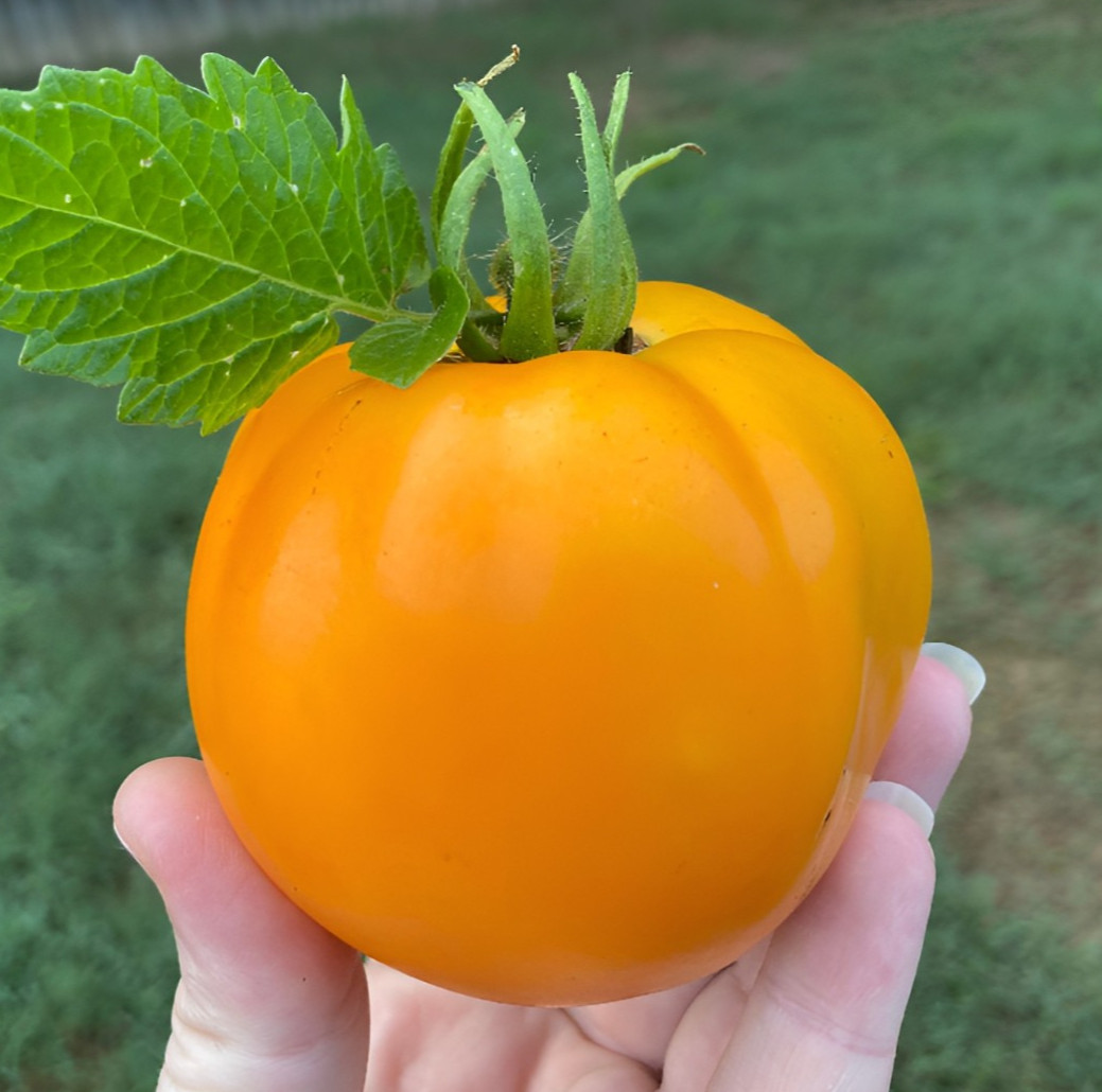 125 Heirloom Golden Jubilee Beefsteak Tomato Seeds Indetermninate – AAS Winner