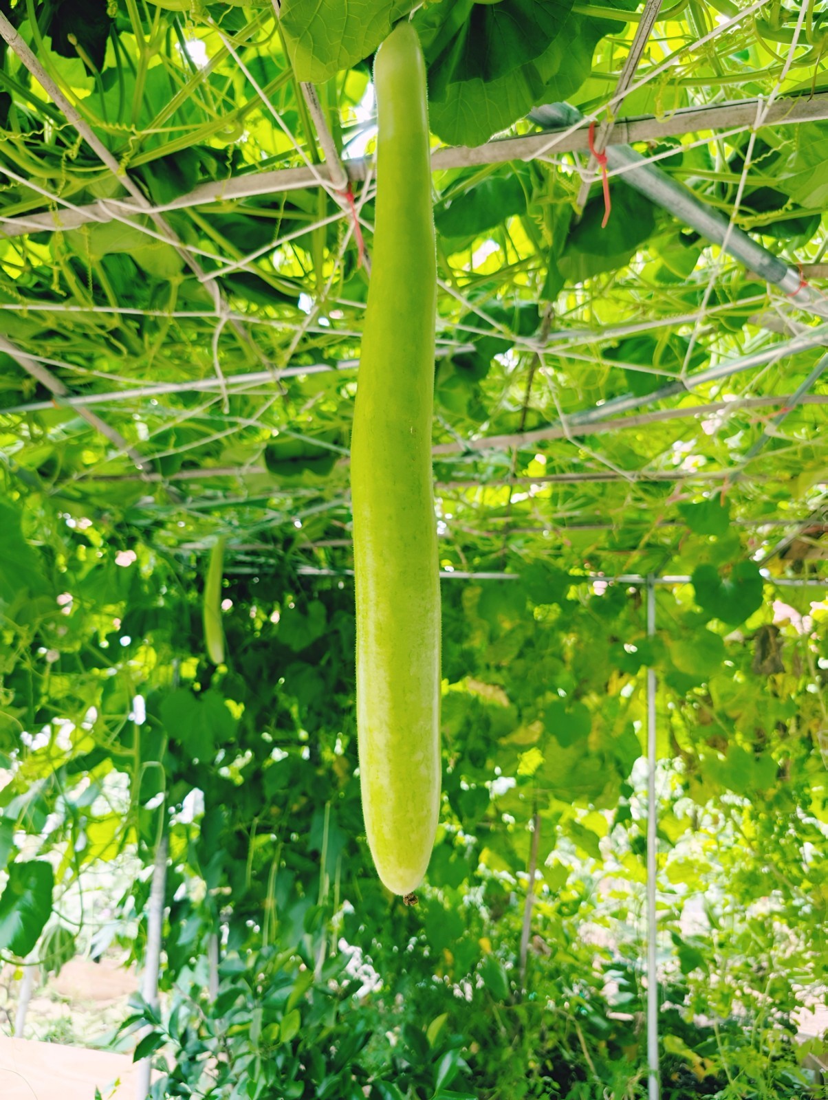New ~ 10 Snake Gourd Seeds , Lagenaria siceraria Bottle Gourd Seeds , hột bầu
