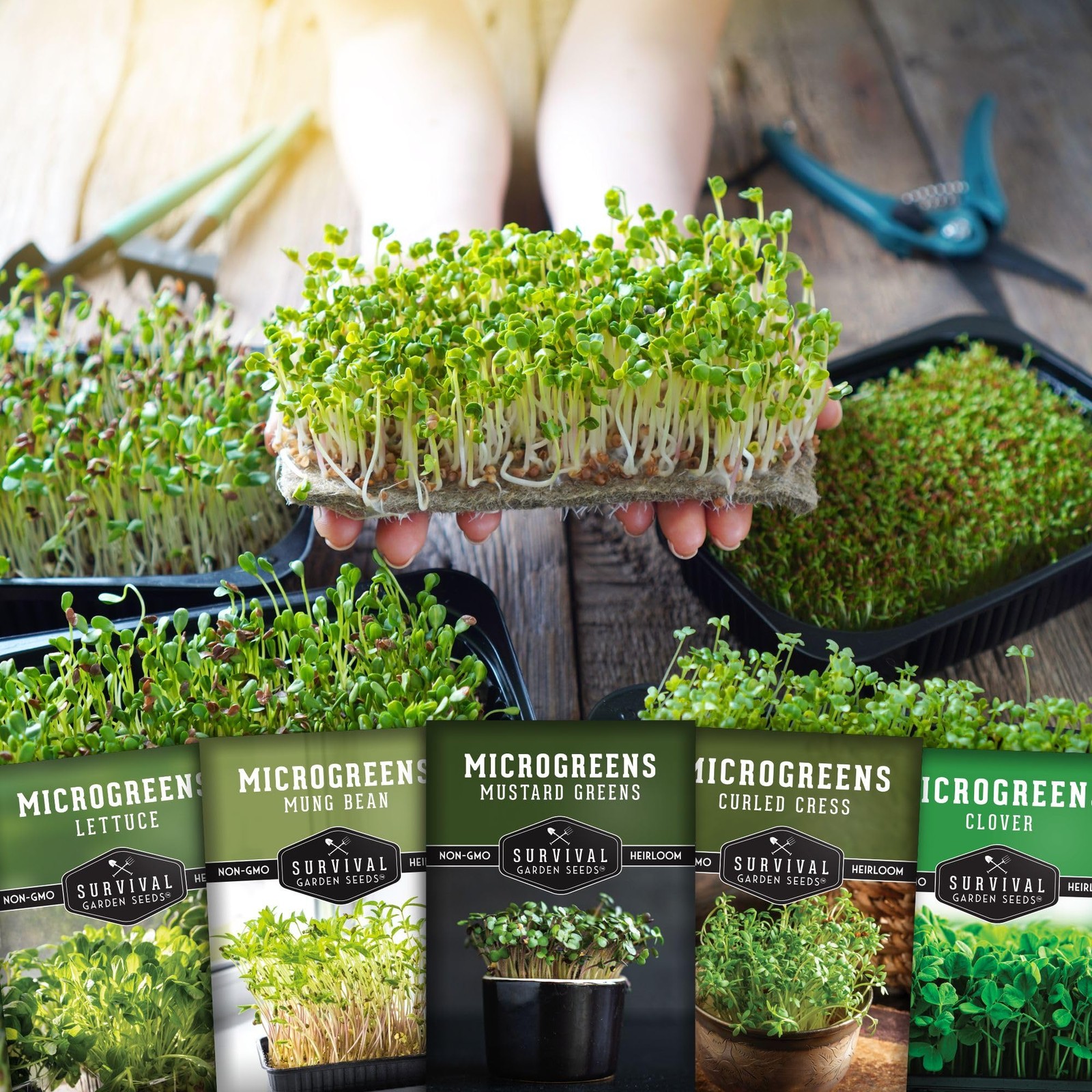 Microgreens Seeds 5Variety Pack for Sprouting – Mustard, Mung Bean, Curled Cr…