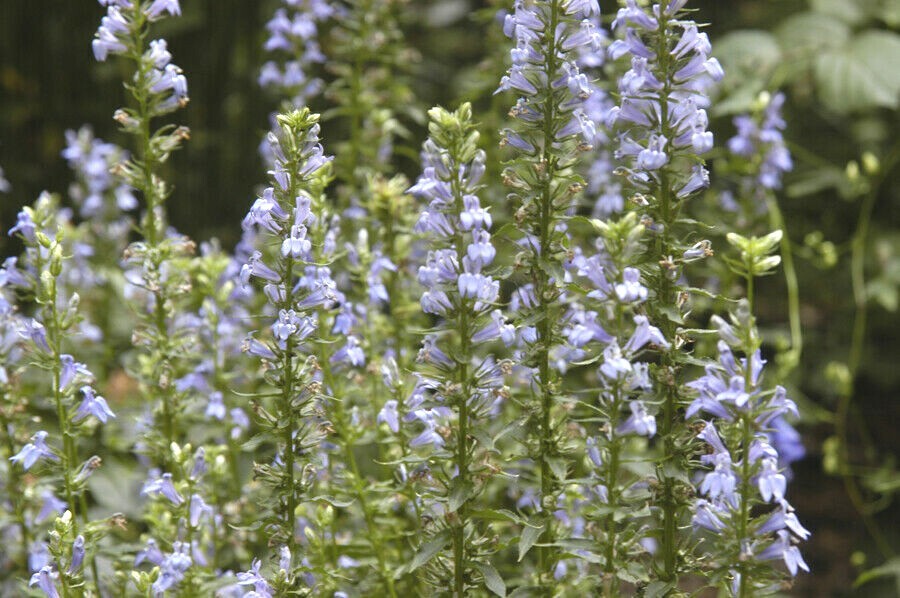 300+GREAT BLUE LOBELIA Seeds Native Wildflower Poor Soils Shade Garden Heat Cold