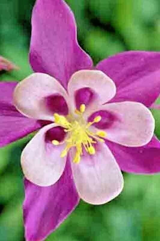 400 COLUMBINE MCKANA GIANTS SEEDS PERENNIAL SPRING MIX FLOWER DEER RESISTANT USA