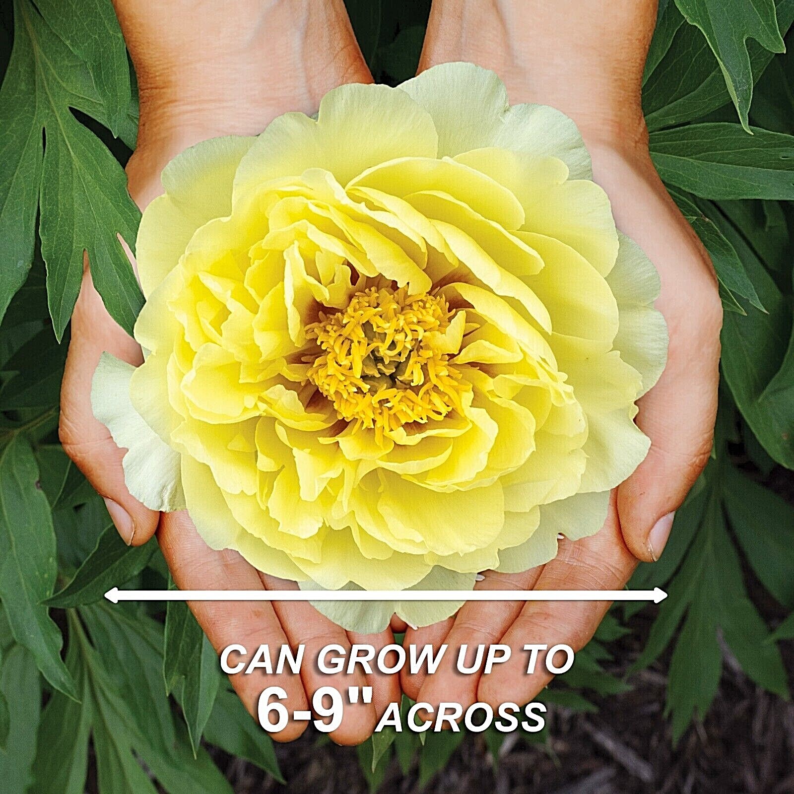 Garden State Bulb Bartzella Itoh Peony Bare Roots, Spring Planting