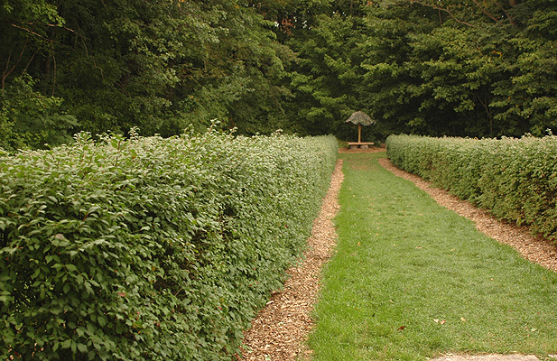 Burning Bush, Euonymus alatus, Shrub Seeds