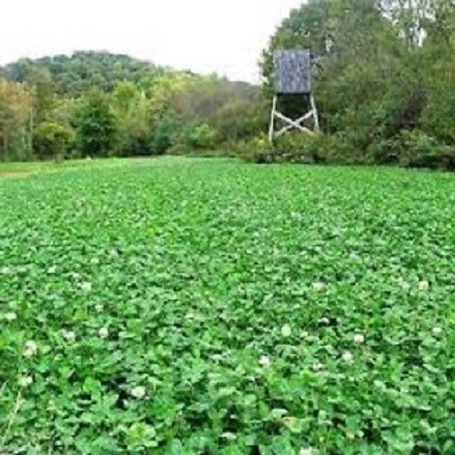 New PINNACLE LADINO WHITE CLOVER Seed For Deer Food Plot Turkey Bees Large Leaf