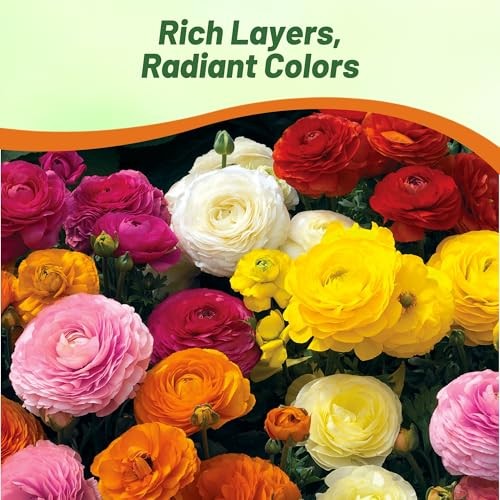 Persian Buttercup Ranunculus Seeds – 20 Pcs Annual, Vibrant 20 Seeds Mache Mix