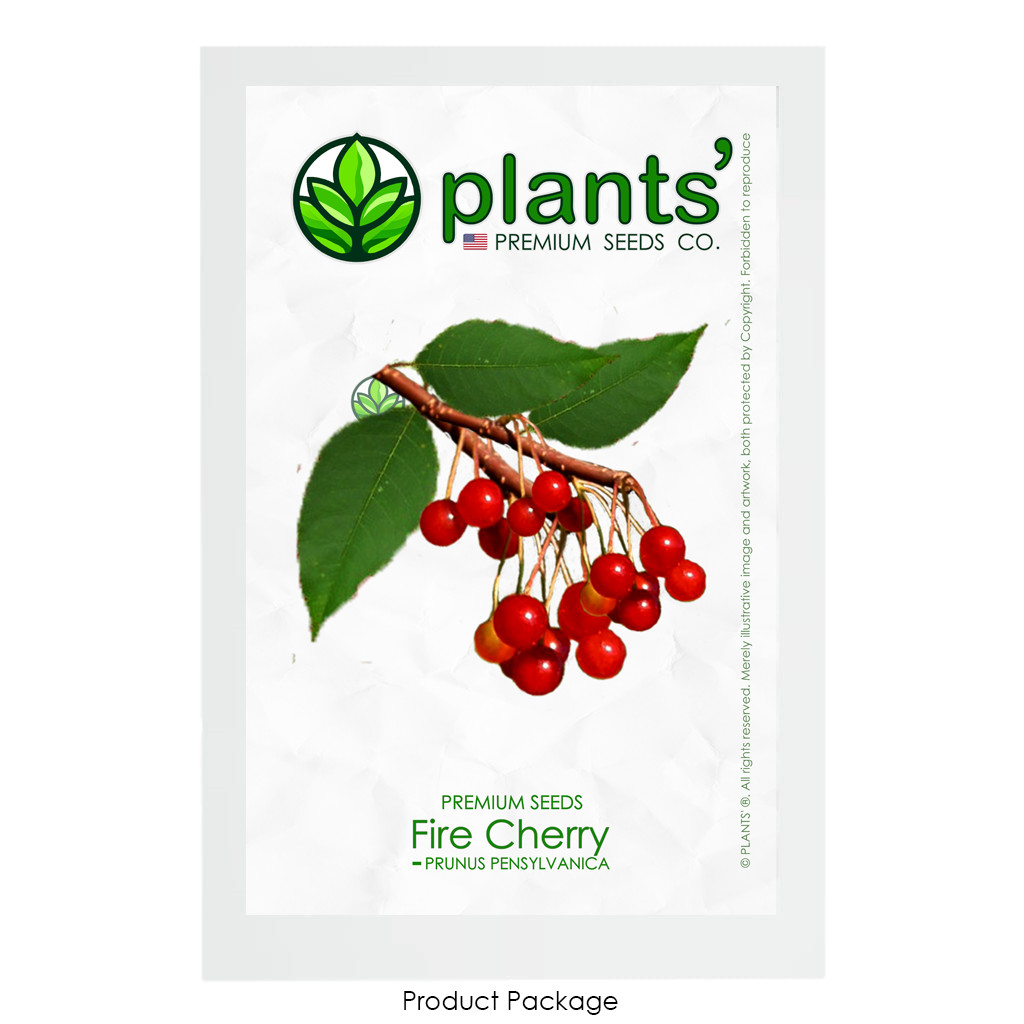 Fire Cherry | Premium Seeds | Prunus pensylvanica ‘Fruit’ | Plants’®