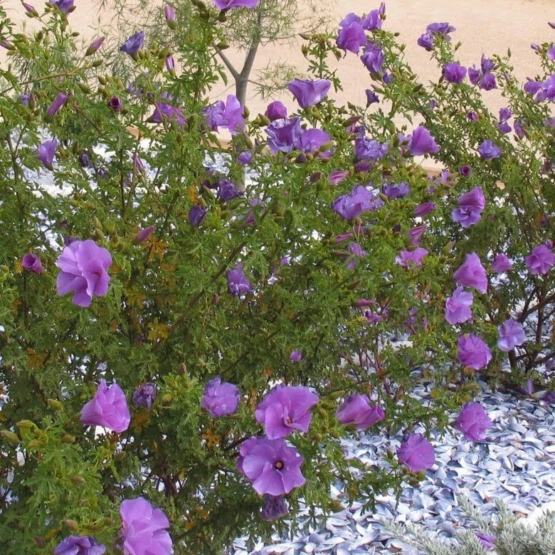 ~~Alyogyne huegelii Blue Hibiscus~~ Live Well Rooted STARTER Plant~~
