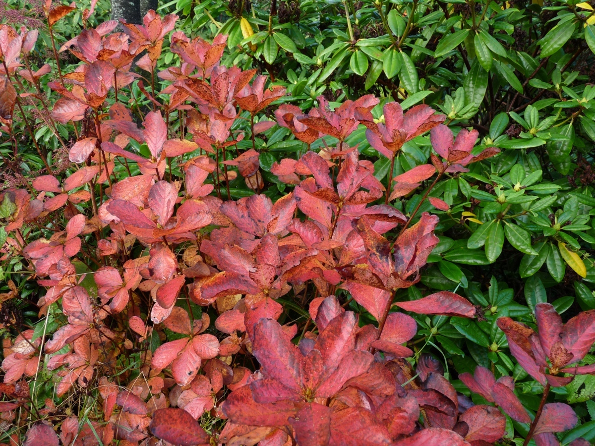 Royal Azalea, Rhododendron schlippenbachii, Seeds (Showy, Fragrant, Fall Color)
