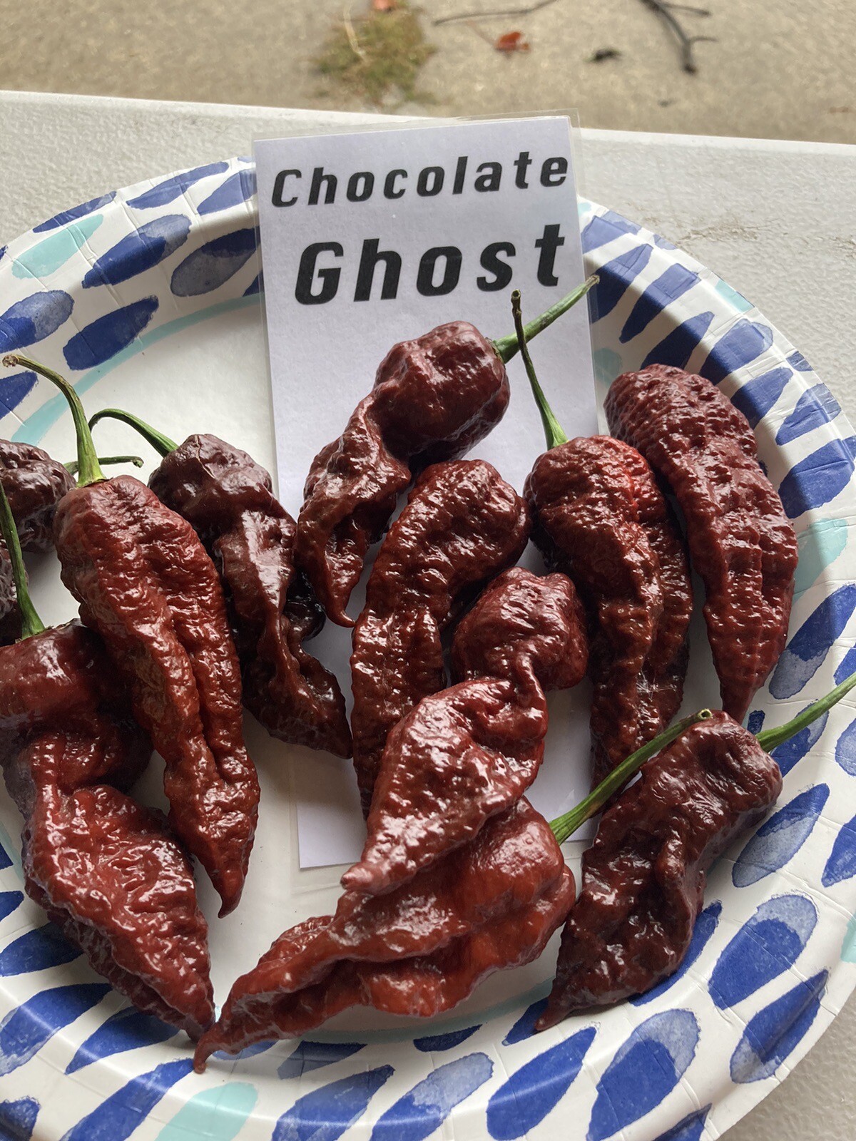 Chocolate Ghost Pepper Seeds 15+ Per Pack