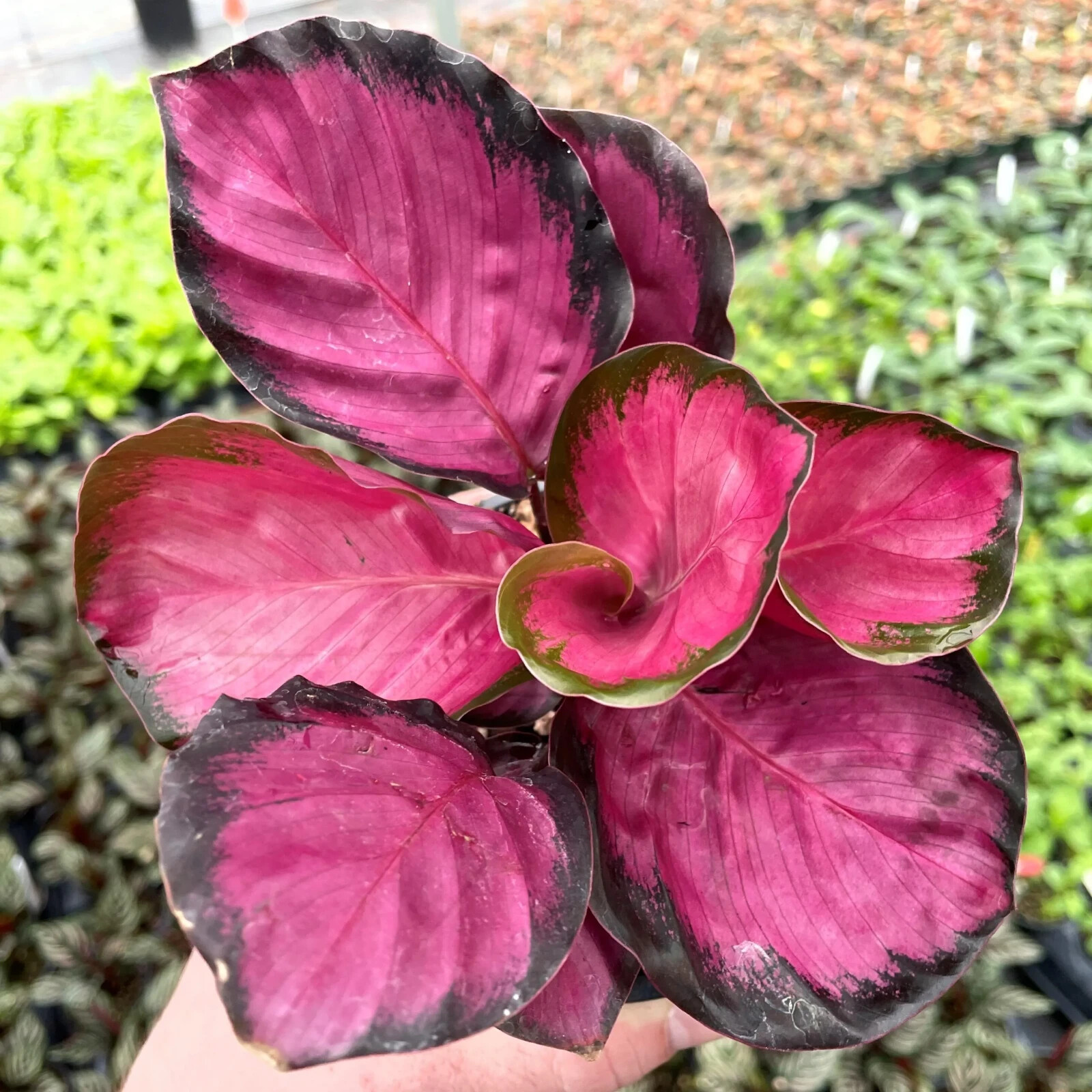 25+ Seeds Pink Rosy Calathea Couture Flower Indoor or Outdoor Beautiful Plant