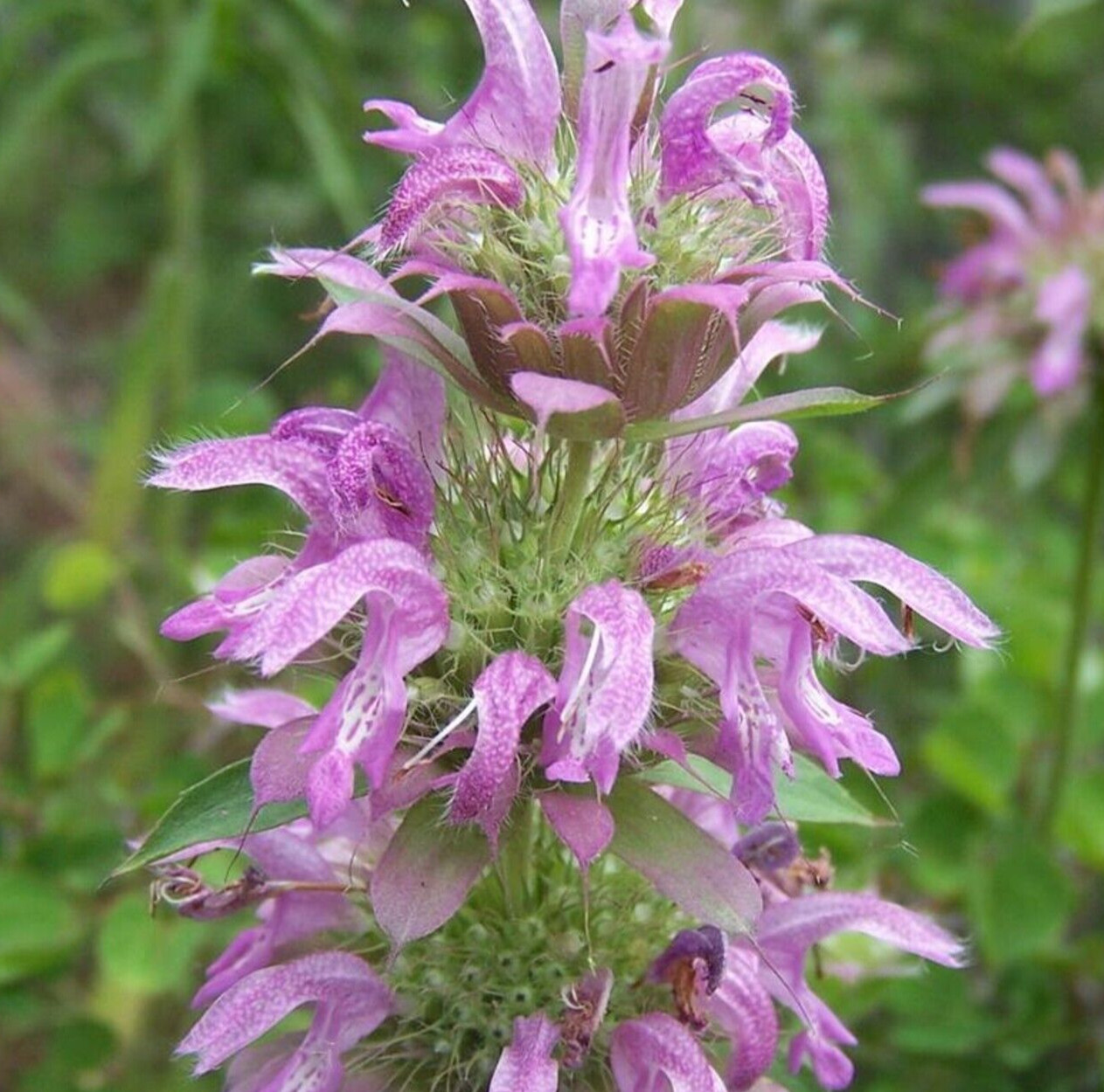 LEMON MINT SEEDS 600+ MONARDA CITRIODORA perennial HERB garden FRAGRANT bees