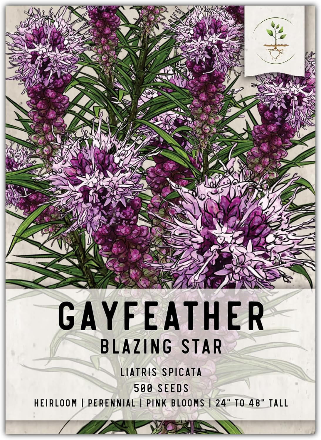 , Gayfeather Seeds – 500 Heirloom Seeds for Planting Liatris Spicata – Perennial