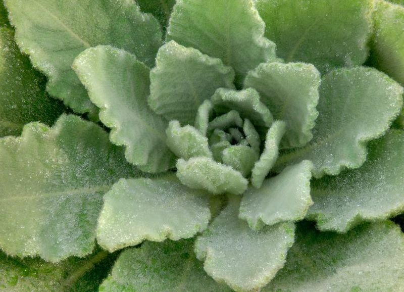 Mullein Organic Dry Leaf or Mullein Tincture/Extract or Seeds/ NON GMO