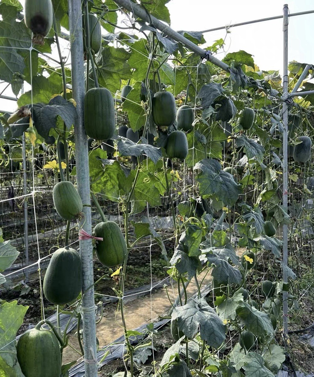 8CT F1 Apple Loofah Luffa Seeds Harvested in 2025 High Yield.8粒高产杂交苹果丝瓜种子2025年产