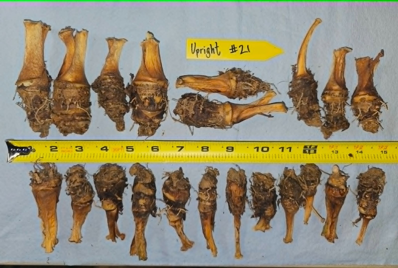 20+ small Alocasia macrorrhizos Upright bulbs -PRICE REDUCED (Lot #21)
