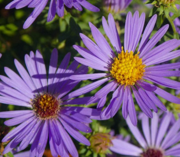 Aster AROMATIC Blue Purple Perennial Heirloom Fall Blooms USA Non-GMO 200 Seeds!