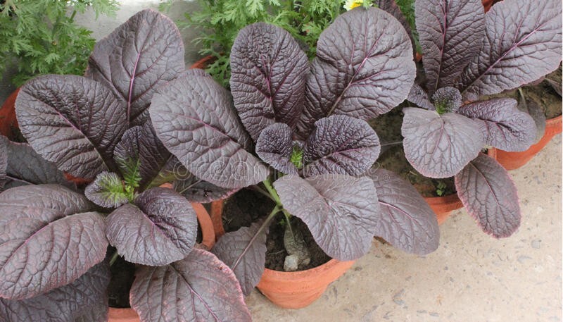 1500 seeds. Mustard Seed: Red Giant Mustard Seed. Non GMO.