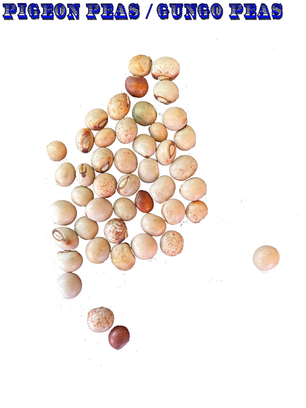 Ripkitty Pigeon Pea Cajanus Cajan Seeds Organic Vegetable Garden Grow FREE S/H!