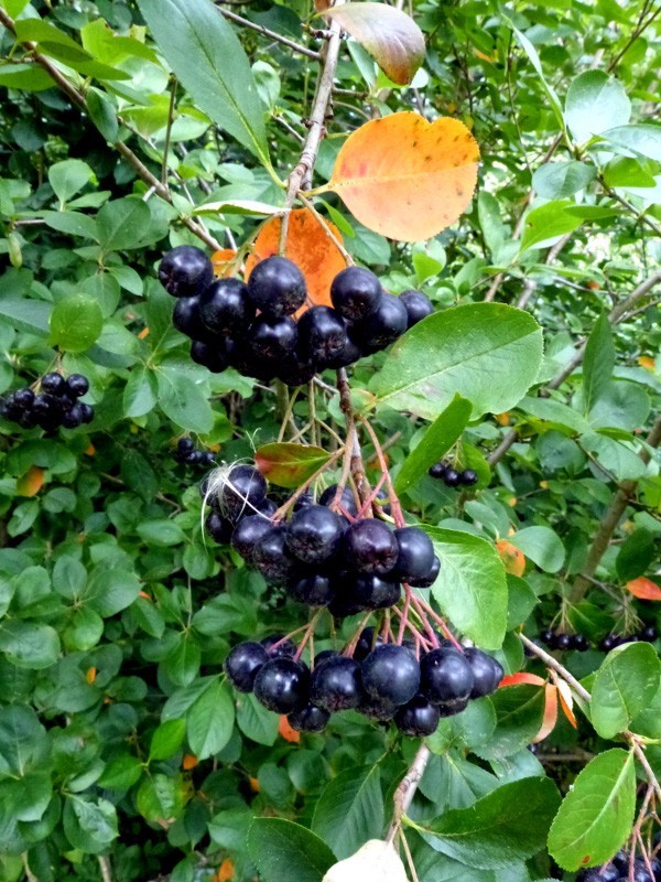 Aronia melanocarpa | Black Chokeberry | 50_Seeds