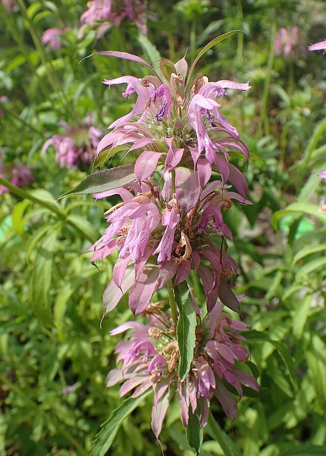 Monarda citriodora | Lemon Mint | Lemon Bee Balm | 1000 Seeds