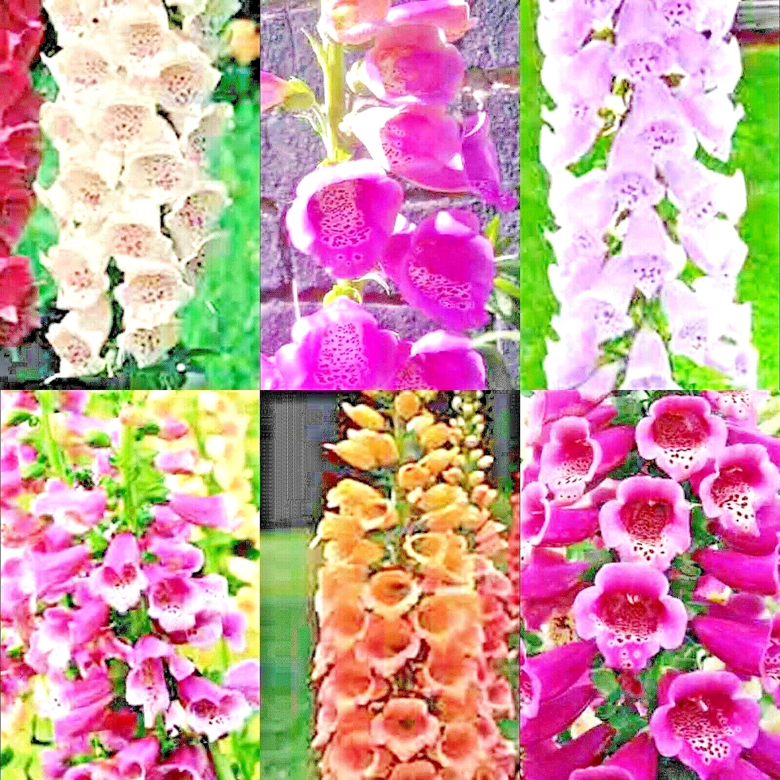 2000+ FOXGLOVE MIX SEEDS SPRING PERENNIAL FLOWERS EXCELSIOR PEST RESISTANT USA