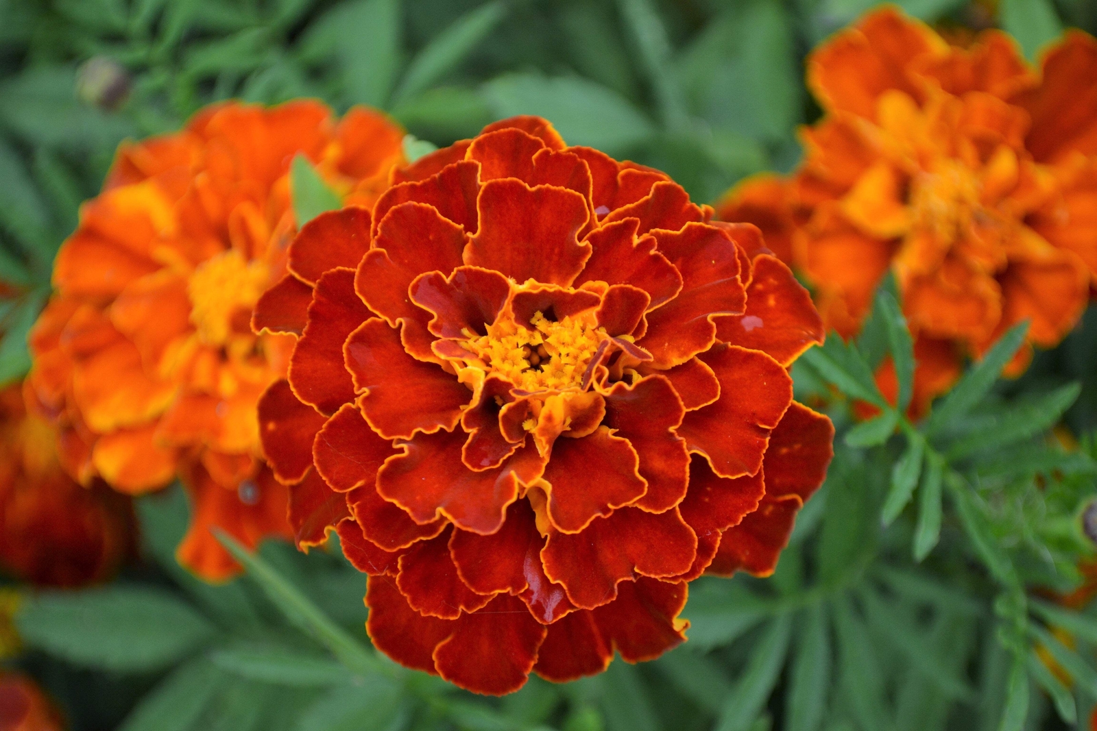 400 FRENCH MARIGOLD SPARKY Mixed Colors Tagetes Patula Flower Seeds *Flat S/H