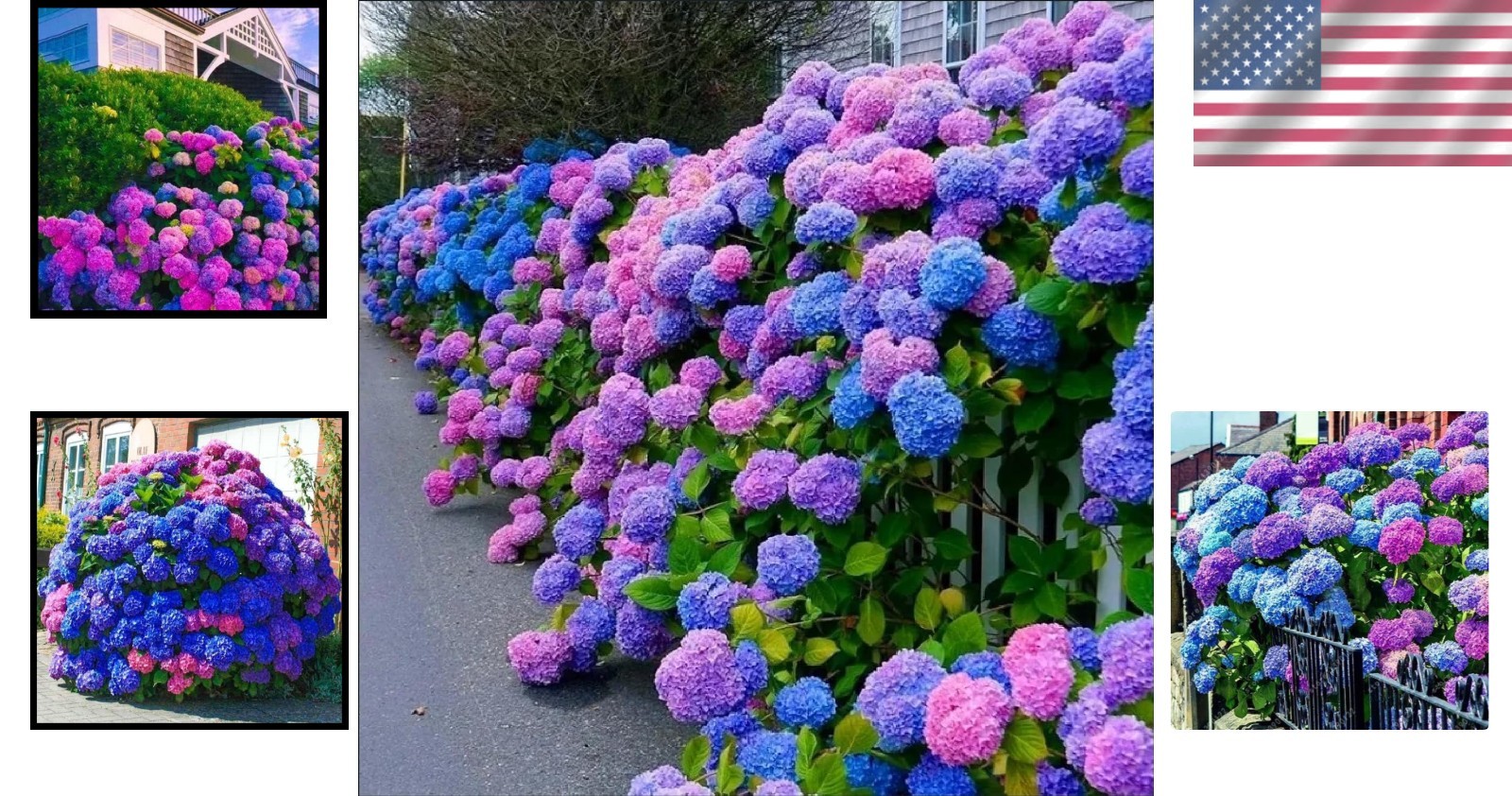 30 Heirloom Hydrangea Seeds in Blue, Pink, and Purple – Flowering Perennials