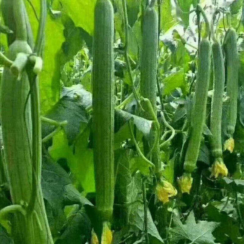 2024 30+ Premium Luffa Gourd Seeds 丝瓜籽 Extra Long Heirloom, Non-GMO