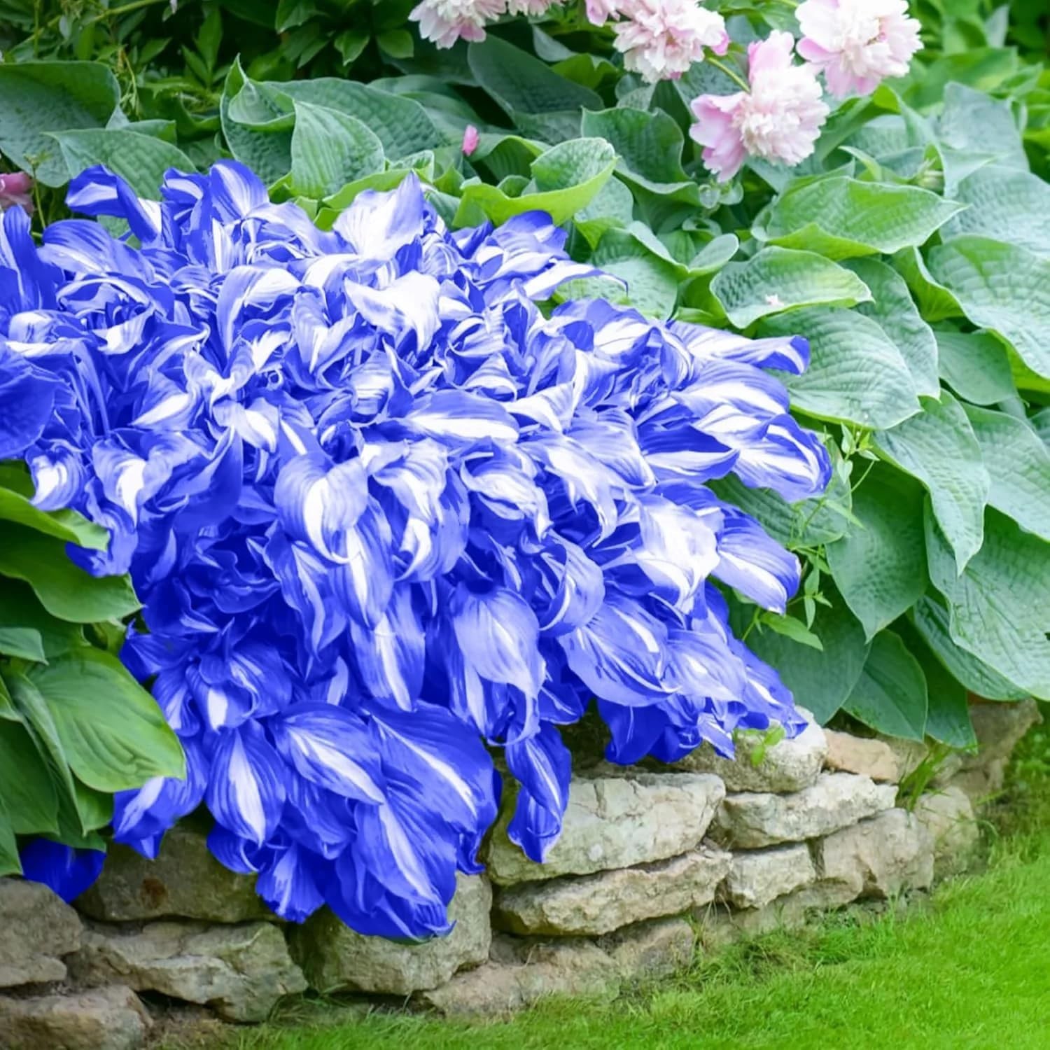 220+ Hosta Seeds Blue Perennial for Planting,Hosta Seeds Blue and Black,Rare …