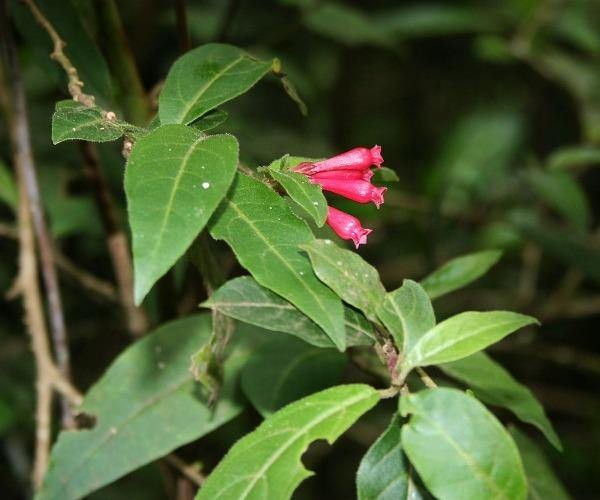 Cestrum elegans | Bastard Jasmine | Red Cestrum | 10 Seeds