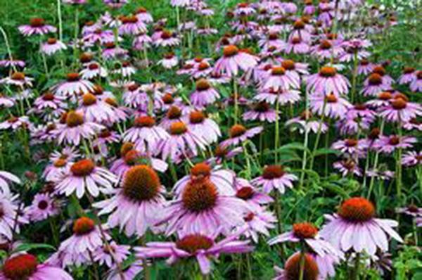 PURPLE CONEFLOWER SEED, 1000 SEEDS, BEAUTIFUL PURPLE CONEFLOWERS