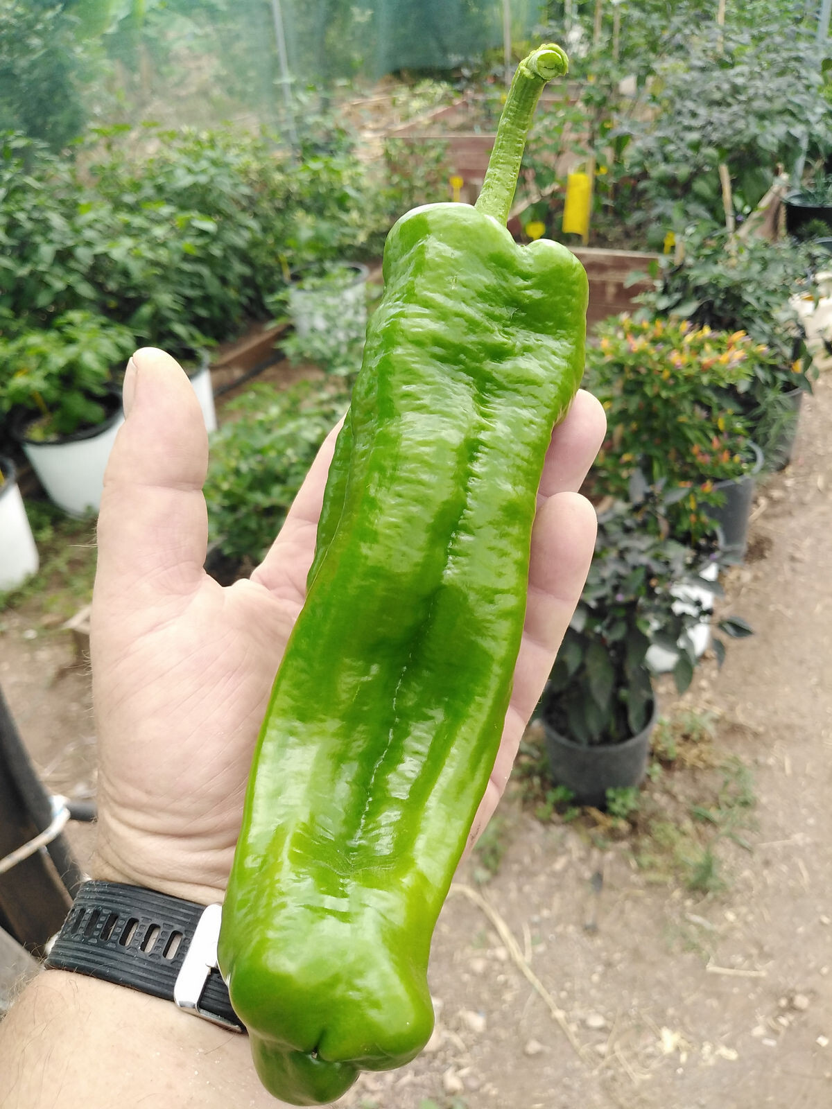 125 Jumbo Heirloom NuMex Very Mild Hatch Chili Pepper Seeds – Sweet Full Flavor