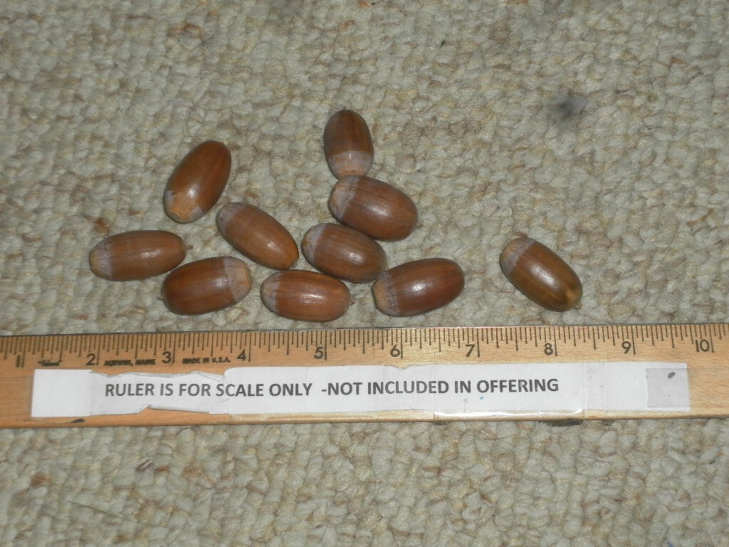ACORNS fresh, White (English) OAK TREE 2023. 30 count- no caps SOLD OUT