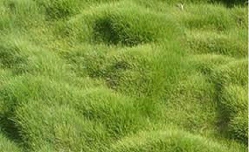 Rare Zoysia tenuifolia Korean Grass seeds – 1/8 lb – fresh, coated, Imported