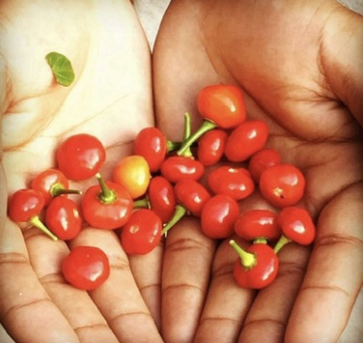 Wiri Wiri bird eye chili rare Very Hot pepper seeds 30+ Seeds