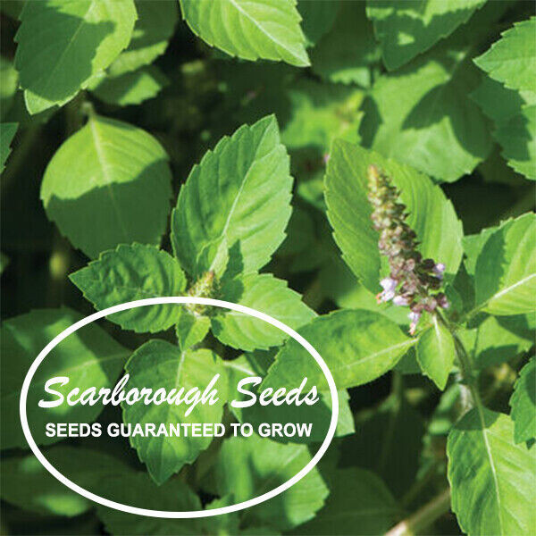 SCARBOROUGH SEEDS THAI HOLY BASIL KAPOOR TULSI 400 SEEDS ORGANIC HERB