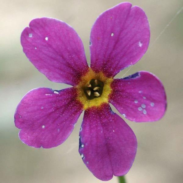 Primula parryi | Parry’s Primrose | 20 Seeds