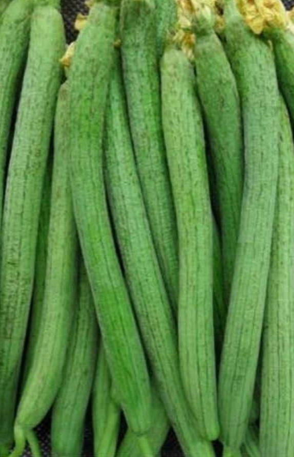 2024 30+ Premium Luffa Gourd Seeds 丝瓜籽 Extra Long Heirloom, Non-GMO